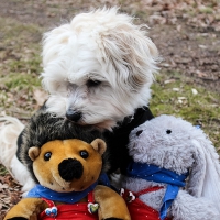 Hase und Igel in Buxtehude