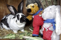 Ostern mit Hase und Igel