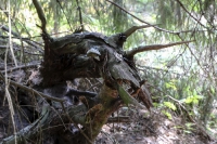 Walderkundung